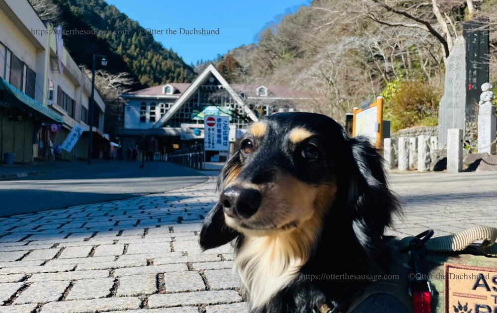 犬連れお出かけ_Otter the Dachshund_【東京】高尾山: 小型犬連れで行く初心者向け登山ガイド_カニンヘンダックスフンドオッター_高尾山ふもと駅
