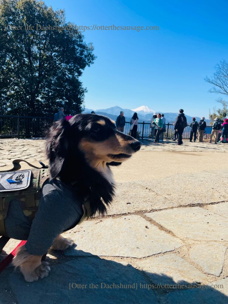 犬連れお出かけ_Otter the Dachshund_【東京】高尾山: 小型犬連れで行く初心者向け登山ガイド_カニンヘンダックスフンド_オッター_山頂富士山