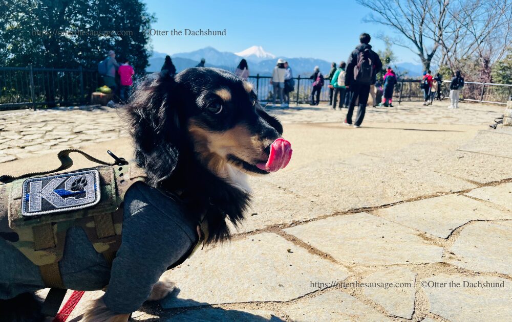 犬連れお出かけ_Otter the Dachshund_【東京】高尾山: 小型犬連れで行く初心者向け登山ガイド_カニンヘンダックスフンドオッター_山頂から見る富士山
