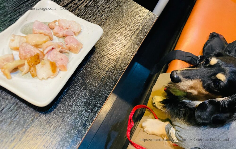 photo_travel_hang out_with dogs_tokyo gourmet_dogfriendly-restaurant_asakusabashi_toribian_Otter the Dachshund_kaninchen dachshund_otter_paw yakitori