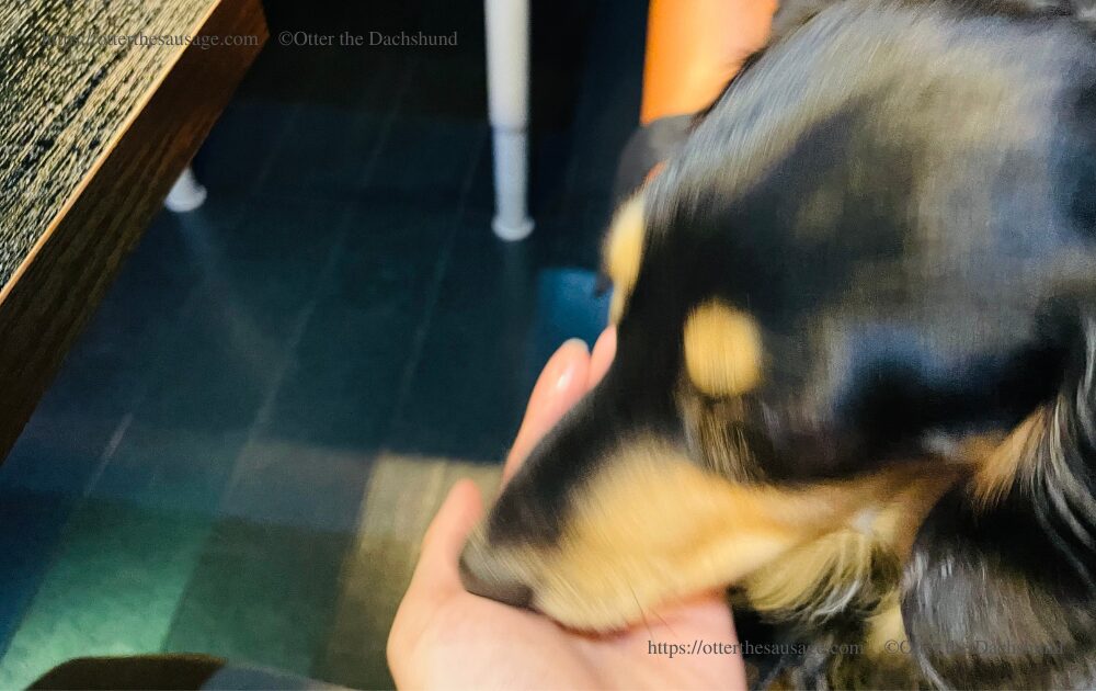 photo_travel_hang out_with dogs_tokyo gourmet_dogfriendly-restaurant_asakusabashi_toribian_Otter the Dachshund_waiting for paw meal_kaninchen dachshund otter_eating paw menu