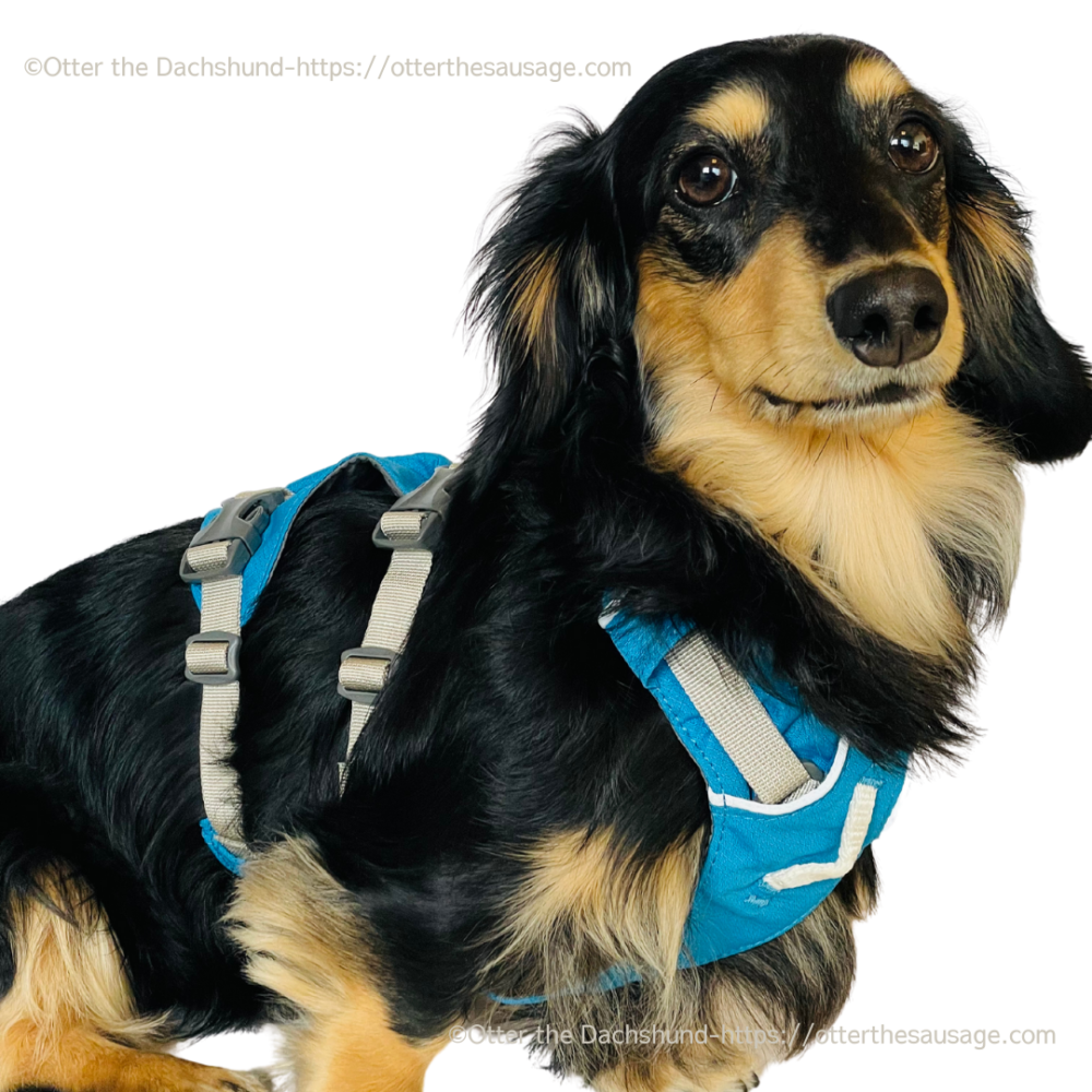dog harness for kaninchen dachshund_otter_ruffwear_Flagline™ Dog Harness with Handle_カニンヘンダックス向けドッグハーネス_犬旅・お出かけわんこオッター_ラフウェア_フラッグラインハーネス