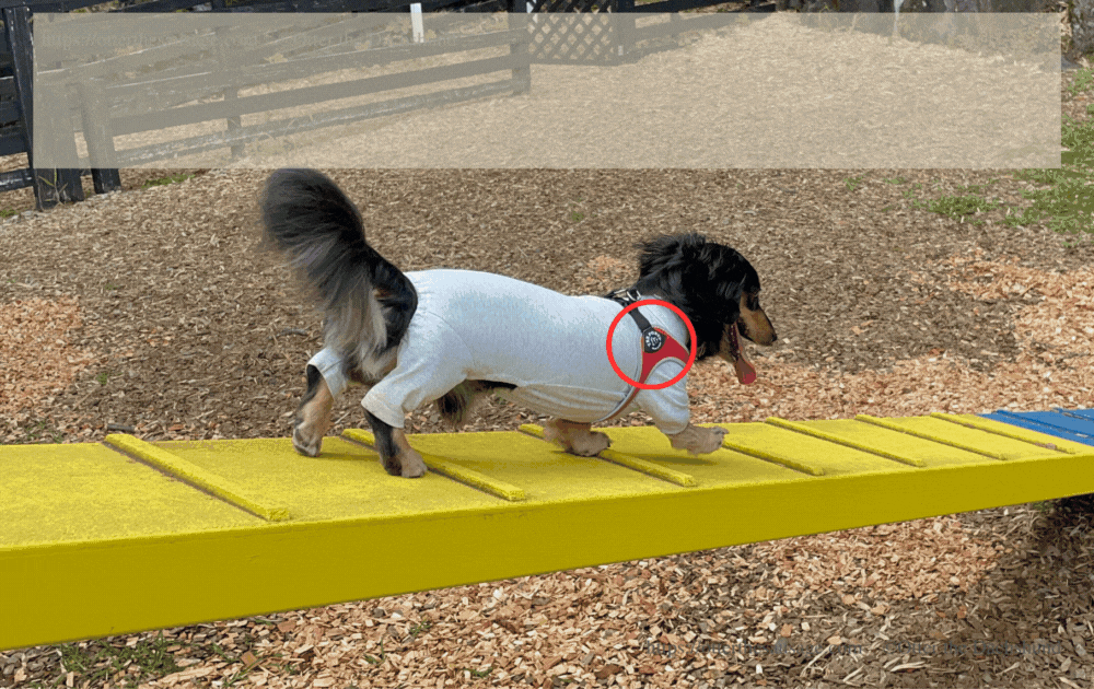 dog-goods-review_best-dog-harness-for-kaninchen-dachshund_ダックスフンドにあったハーネスの特徴_複数ベルトでしっかり体をホールドするもの_体型にフィットしたもの