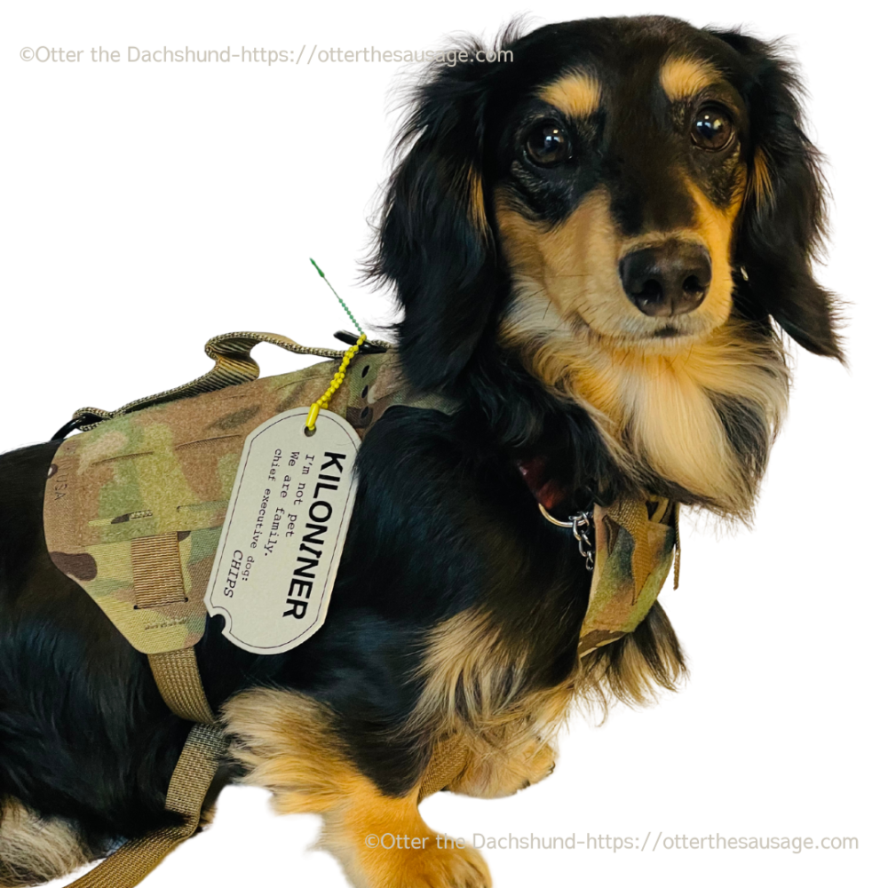 dog harness for kaninchen dachshund_otter_kiloniner M5_カニンヘンダックス向けドッグハーネス_犬旅・お出かけわんこオッター_キロナイナー エムファイブ