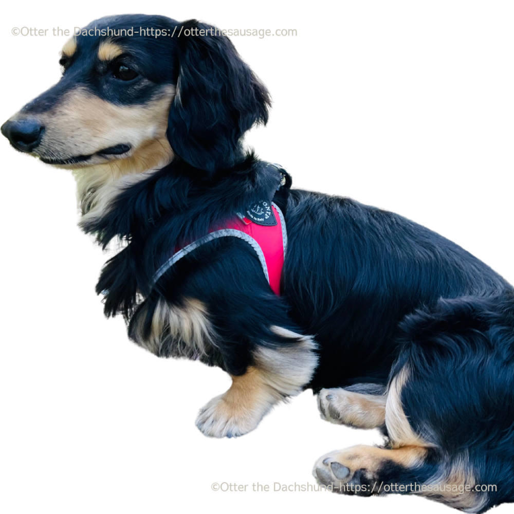 dog harness for kaninchen dachshund_otter_tore ponti_Fibbia REFLECTIVE SYNTHETIC_カニンヘンダックス向けドッグハーネス_犬旅・お出かけわんこオッター_トレ ポンティ_フィッビア