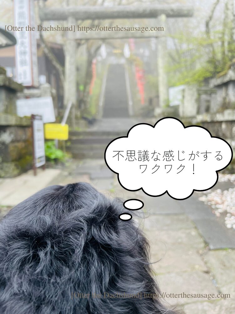 travel with dogs_karuizawa_Kumano Taisha Grand Shrine_kaninchen dachshund_otter_犬連れ旅行_軽井沢_熊野皇大神社_カニンヘンダックスフンド_オッター