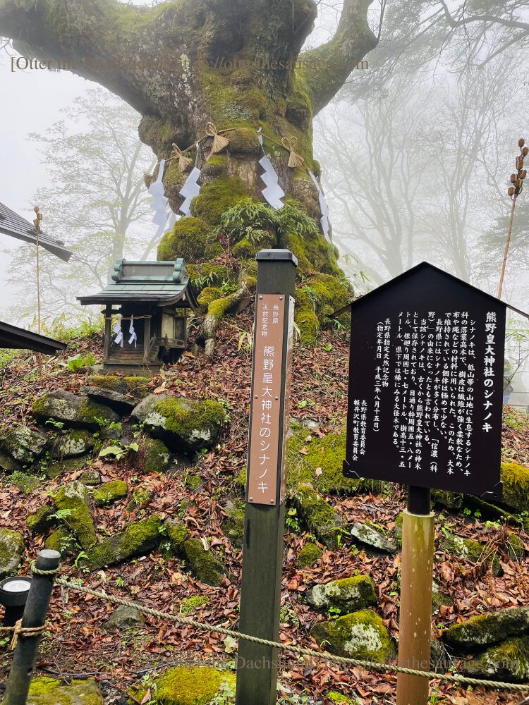 travel with dogs_karuizawa_Kumano Taisha Grand Shrine_linden tree_犬連れ旅行_軽井沢_熊野皇大神社_シナノキ