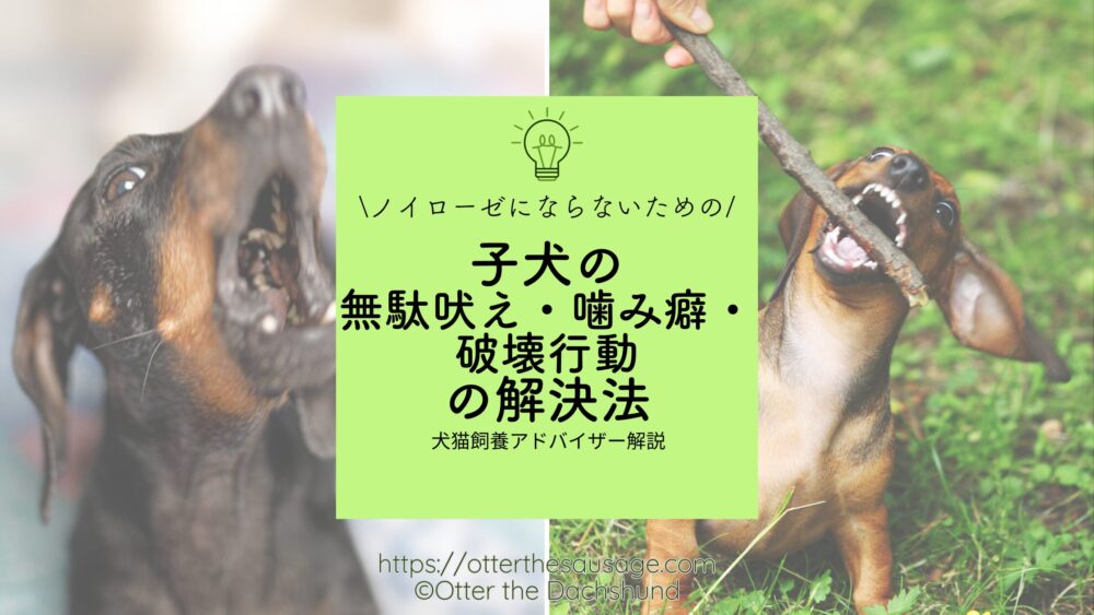 【トレーニング】ノイローゼにならないための子犬の無駄吠え・噛み癖・破壊行動の解決法［犬猫飼養アドバイザー解説］