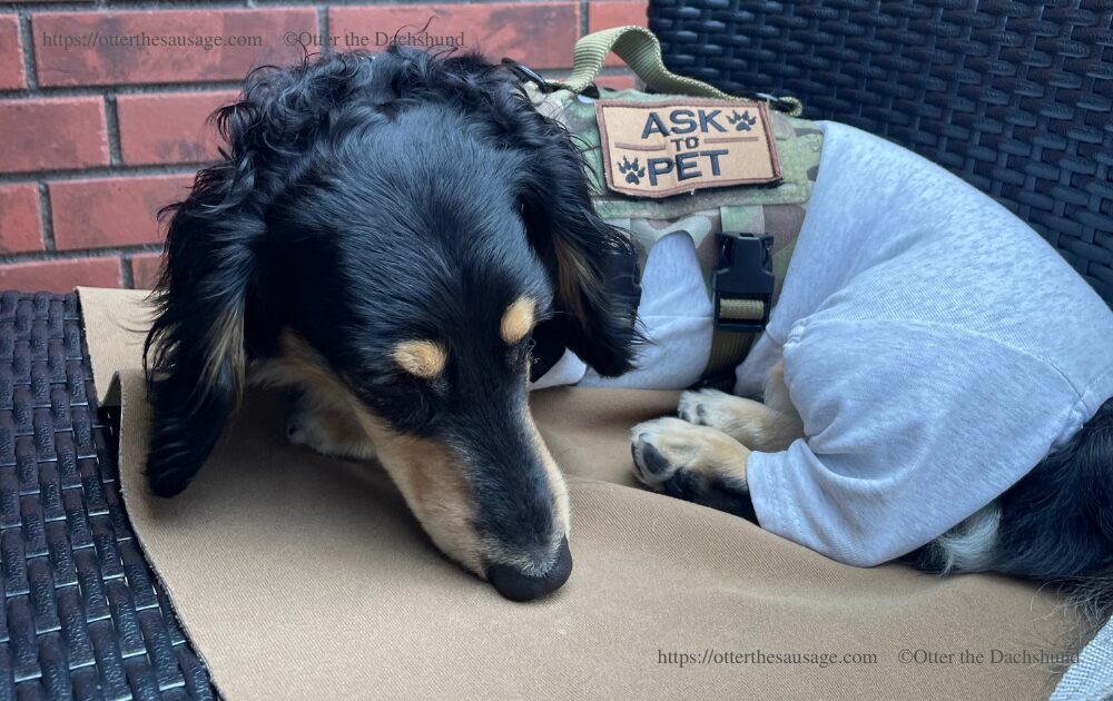 photo_dogfriendly-restaurant_kanagawa-yokohama_a16yokohama_kaninchen dachshund-otter_cafe mat_good behavior in restaurant and cafe_dog traing_横浜マリーン&ウォーク_イタリアン_ドッグフレンドリーレストラン_カニンヘンダックスフンド_オッター_カフェマット_プレイス＿ドッグトレーニング_カフェマナー_レストランマナー_キロナイナー