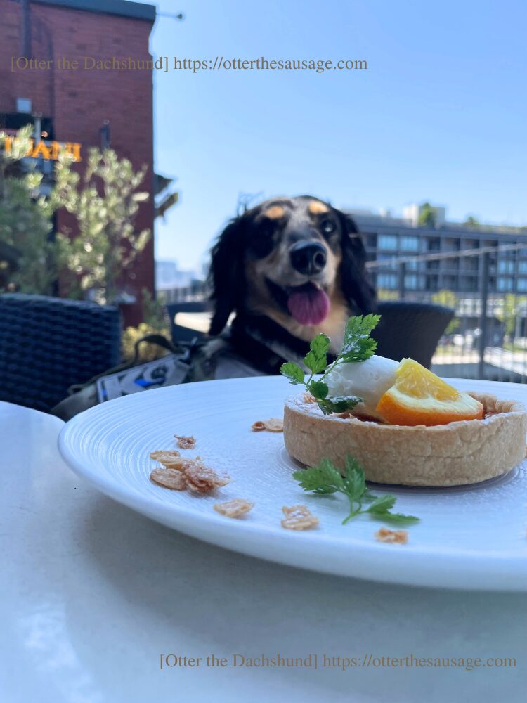 photo_dogfriendly-restaurant_kanagawa-yokohama_a16yokohama_kaninchen dachshund-otter_desert_横浜マリーン&ウォーク_イタリアン_ドッグフレンドリーレストラン_カニンヘンダックスフンド_オッター_デザートタルト