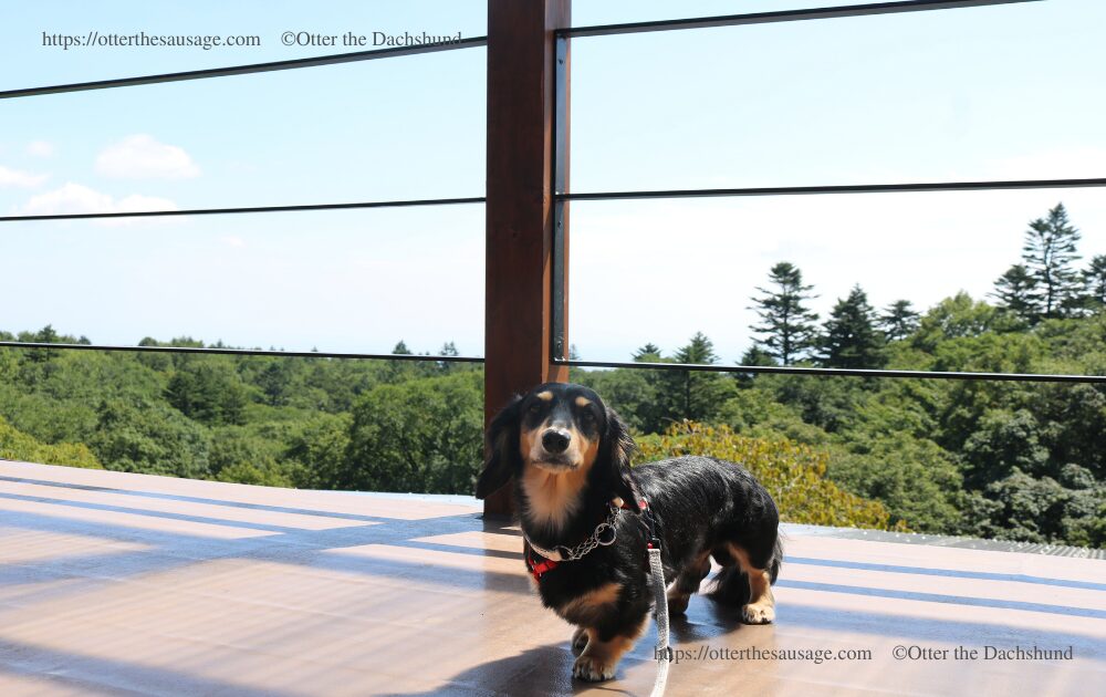 photo_dogfriendly-cafe_nagano-karuizawa_shigeno-ya_inside_japanese room_元祖力餅-しげの屋_軽井沢ー群馬県境_犬連れ旅行-お出かけ_碓氷峠_カニンヘンダックスフンド-オッター_展望台