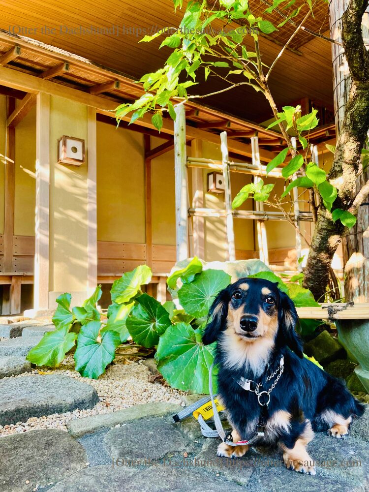 photo_travel with dog_dogfriendly-cafe_ajiro kanko hotel shizuoka_kaninchen dachshund otter