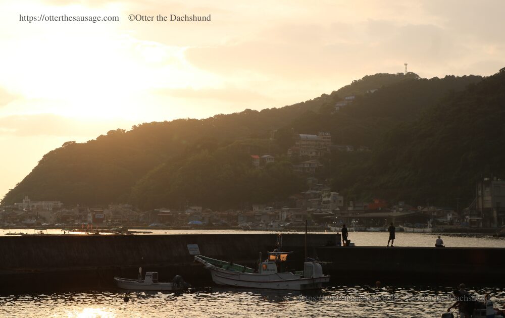 photo_travel with dog_dogfriendly-cafe_ajiro-shizuoka