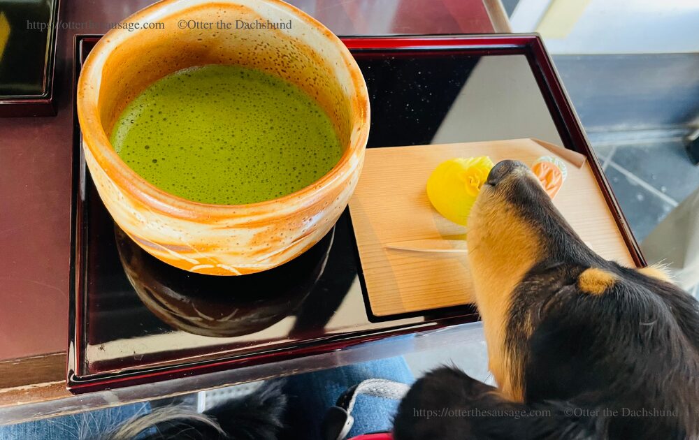 photo_travel with dog_dogfriendly-cafe_ajiro-shizuoka_mase_maccha japanese sweets-kaninchen dachshund otter