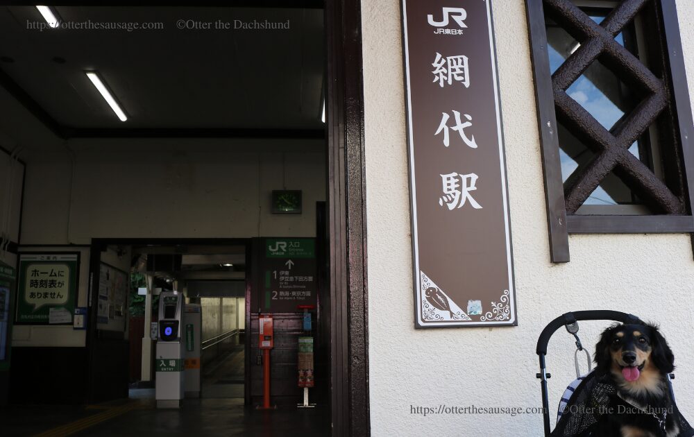 photo_travel with dog_dogfriendly-cafe_ajiro station-shizuoka_kanincen dachshund-otter