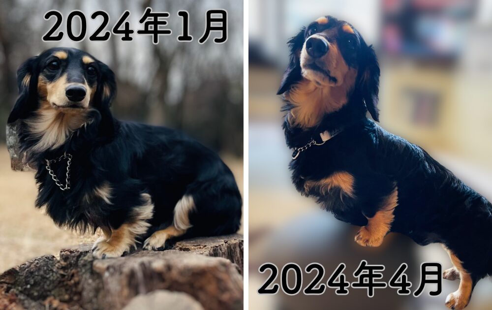 kaninchen dachushund_otter_over-under coat_Comparison of summer and winter hair_カニンヘンダックスフンド_オッター_夏毛冬毛毛量比較写真