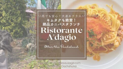 軽井沢にあるリストランテ アダージオの犬連れランチ。渡りカニのパスタと愛犬の様子